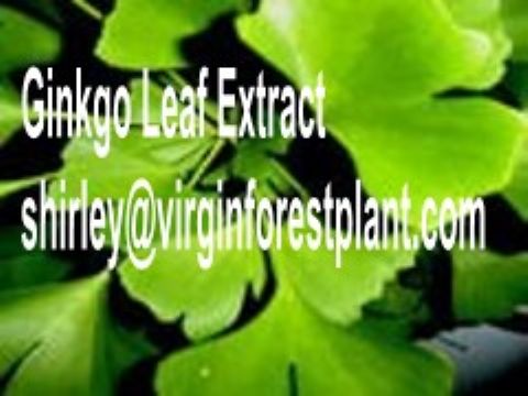 Ginkgo Leaf Extract (Shirley At Virginforestplant Dot Com)